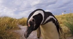 Zašto sve više ženki pingvina umire u morima Južne Amerike?